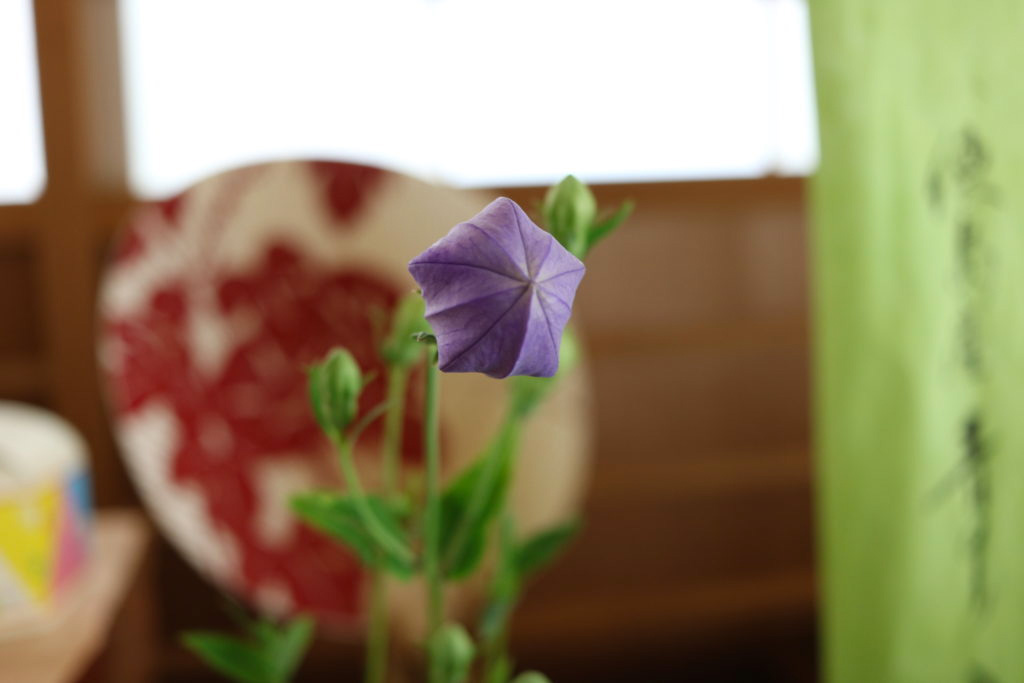 花を 一輪 桔梗 秋の七草のひとつ 花言葉まで