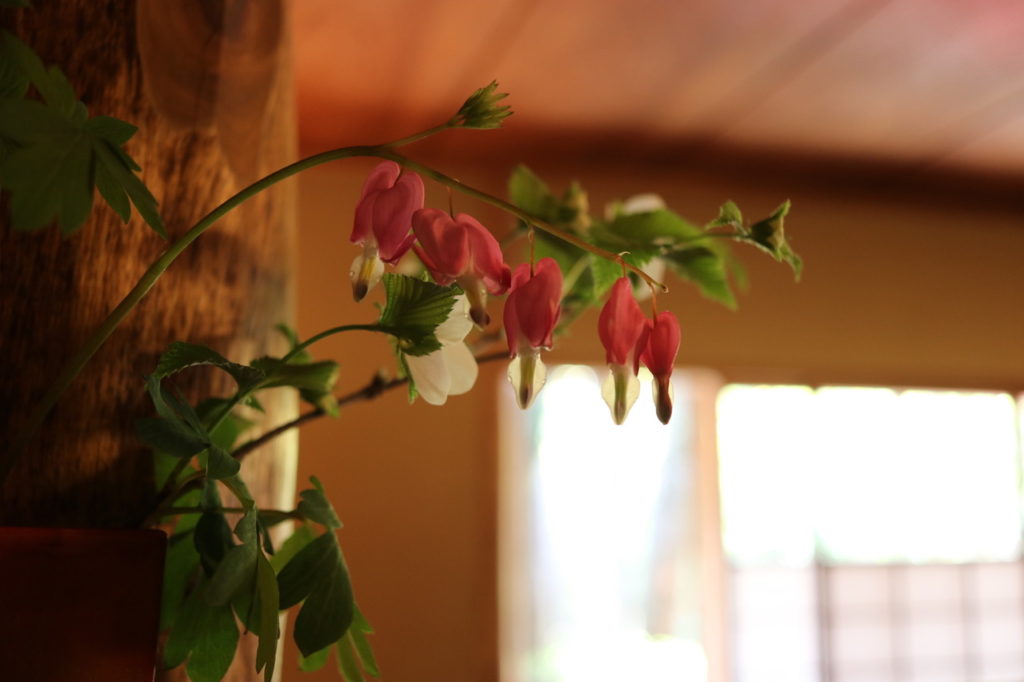 鯛釣り草　茶花