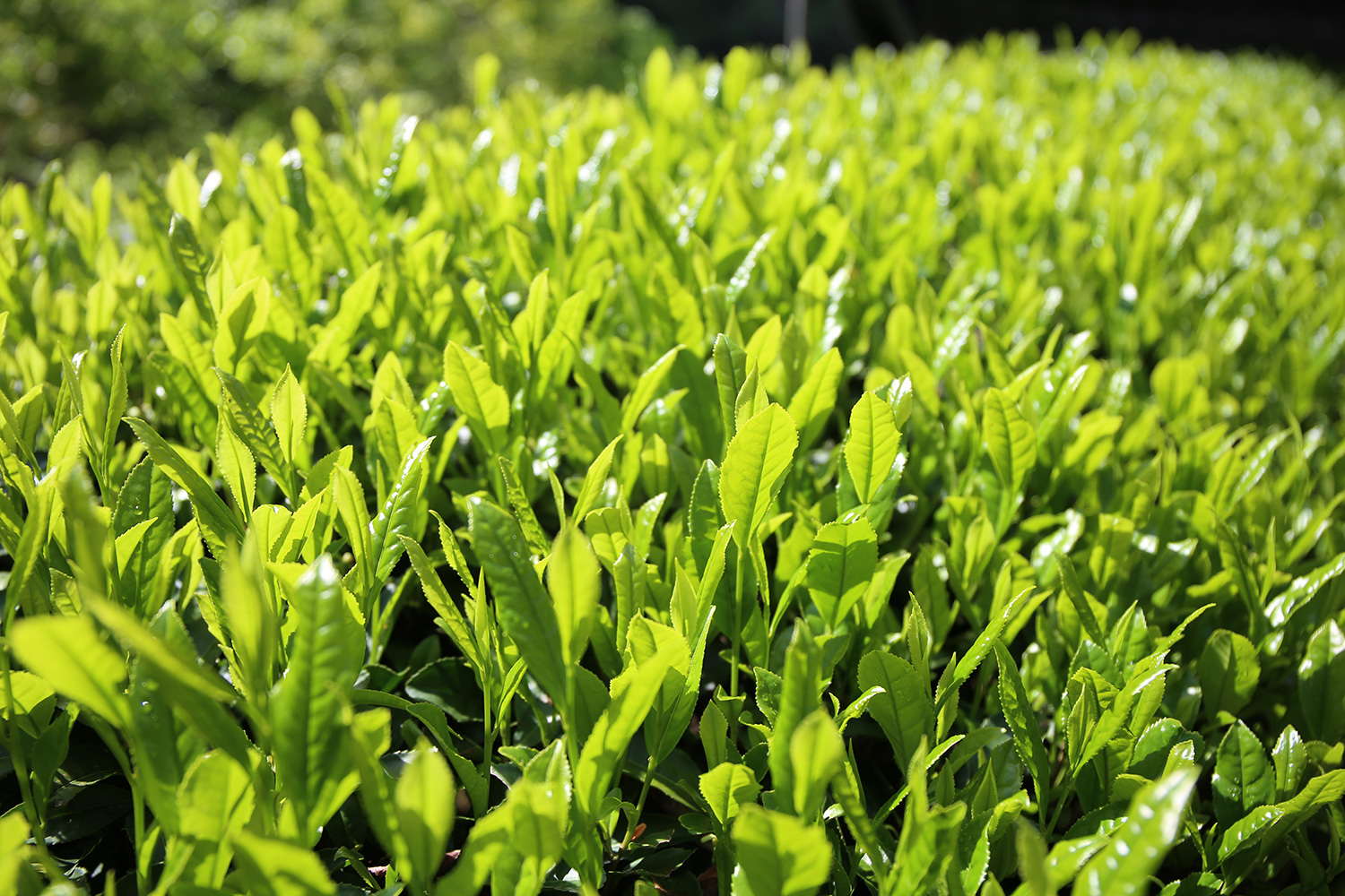 茶摘み　濃茶大福